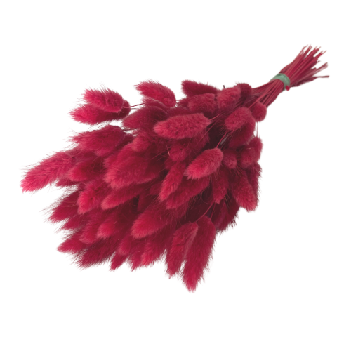 Getrockneter Lagurus rot OUTLET