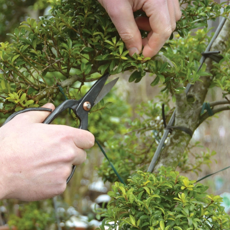 Metal floristic scissors for handicrafts and bonsai