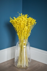 Dried yellow Linum (Flax) - bunch - dried flowers