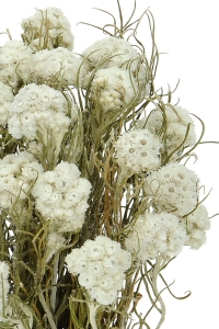 Anaphalis, weiß - Strauß - Trockenblumen