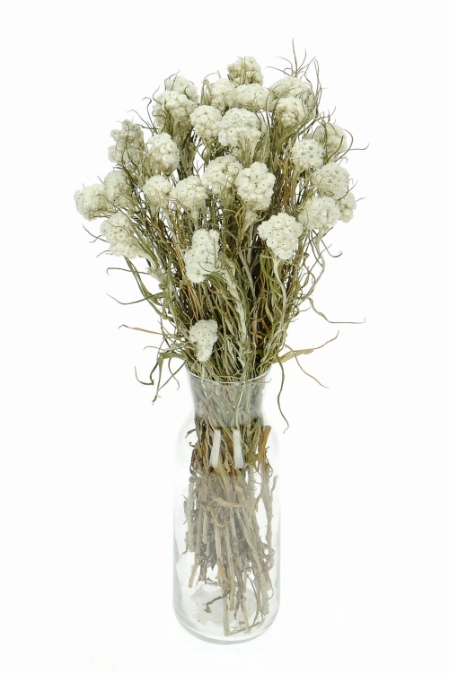 Pearly everlasting (Anaphalis) - bunch - dried flowers
