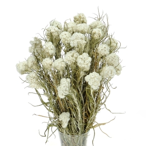 Pearly everlasting (Anaphalis) - bunch - dried flowers
