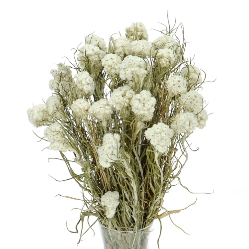 Pearly everlasting (Anaphalis) - bunch - dried flowers