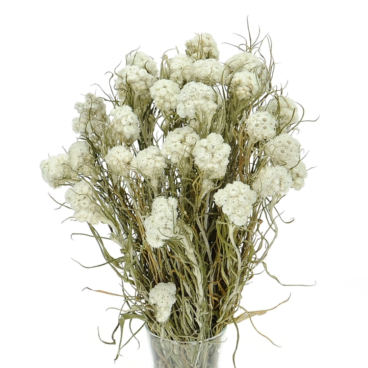 Pearly everlasting (Anaphalis) - bunch - dried flowers
