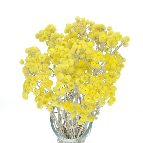 Sand-Strohblume, gelb - Strauß - Trockenblumen