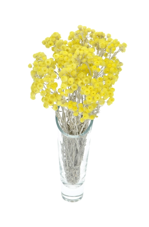 Dried yellow dwarf everlast (immortelle, Helichrysum) - bunch