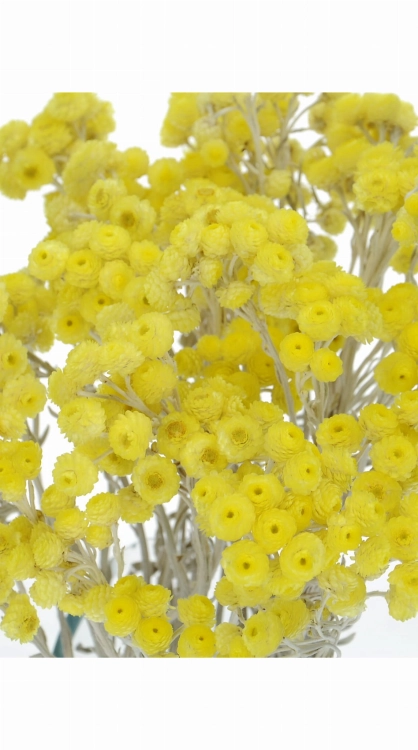 Dried yellow dwarf everlast (immortelle, Helichrysum) - bunch