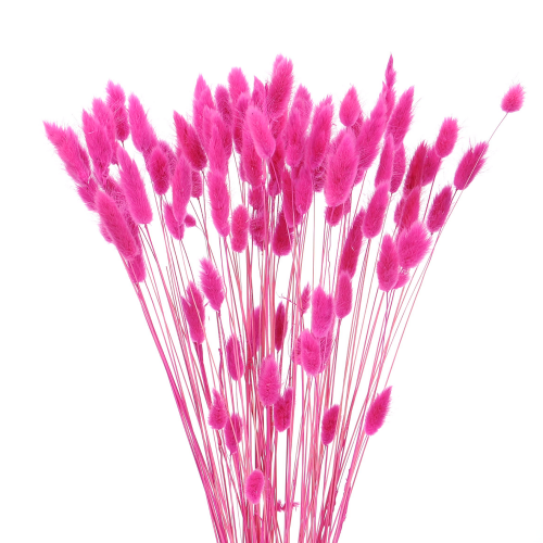 Dried fuchsia Lagurus - bunny tail grass ~60 stems