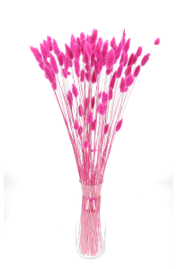 Dried fuchsia Lagurus - bunny tail grass ~60 stems