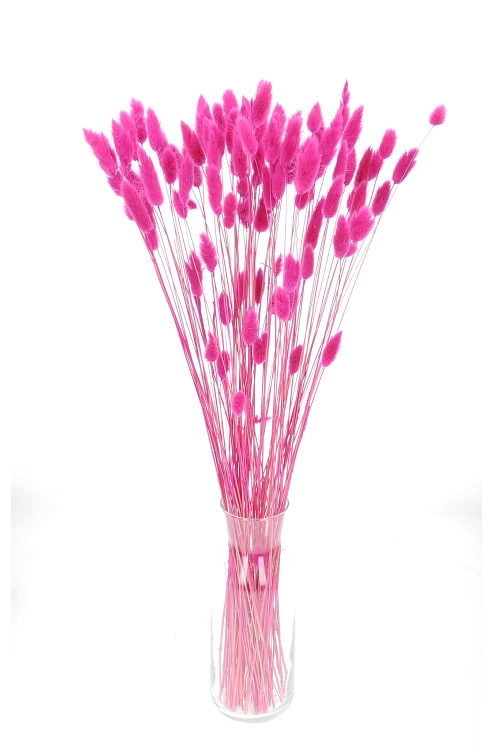 Lagurus fuchsia - Strauß ~60 Stück
