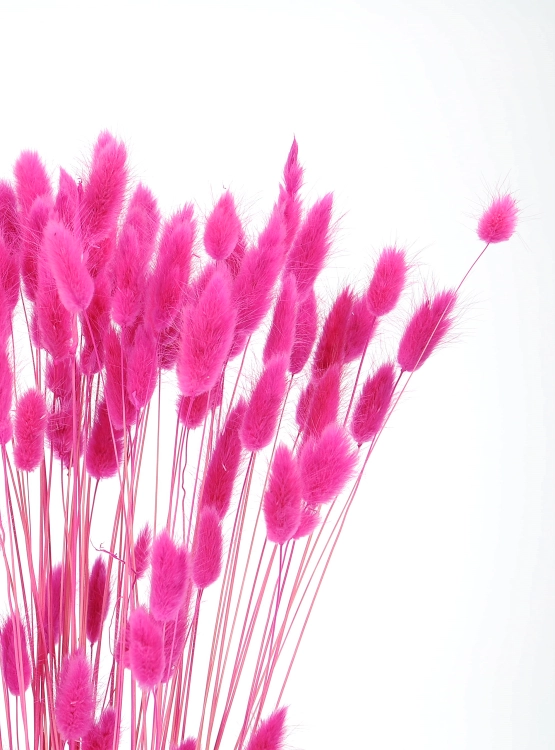Dried fuchsia Lagurus - bunny tail grass ~60 stems