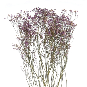 Dried violet gypsophila - bunch - dried flowers