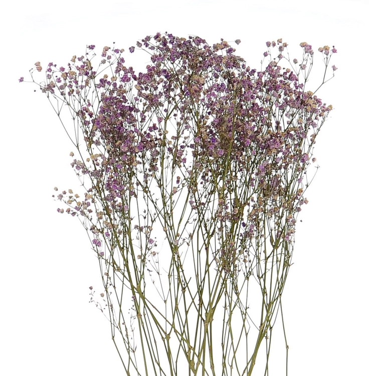 Dried violet gypsophila - bunch - dried flowers