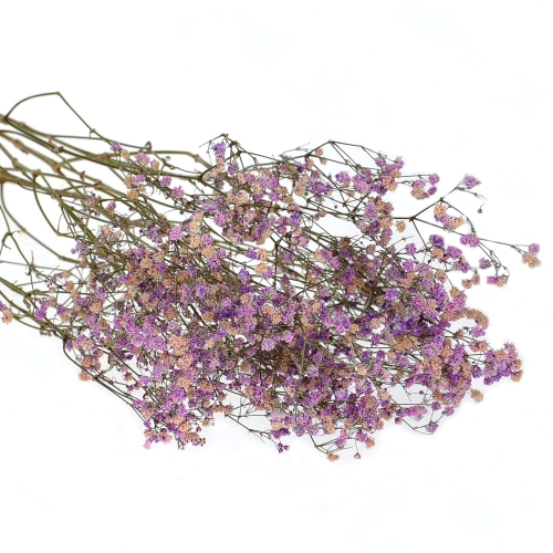 Dried violet gypsophila - bunch - dried flowers