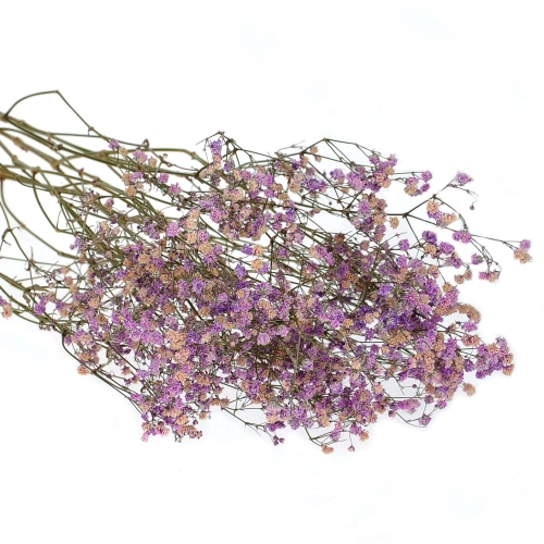 Dried violet gypsophila - bunch - dried flowers