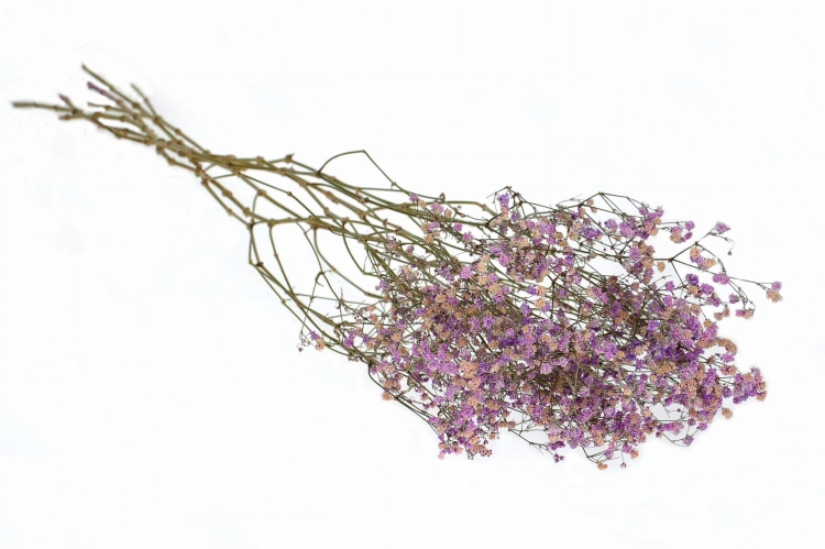 Schleierkraut, violett - Strauß 5 Stk. - Trockenblumen