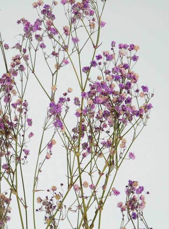 Dried violet gypsophila - bunch - dried flowers