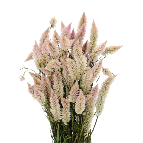 Celosia spicata, natürlich - Strauß - Trockenblumen