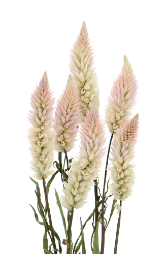 Dried celosia - bunch - dried flowers