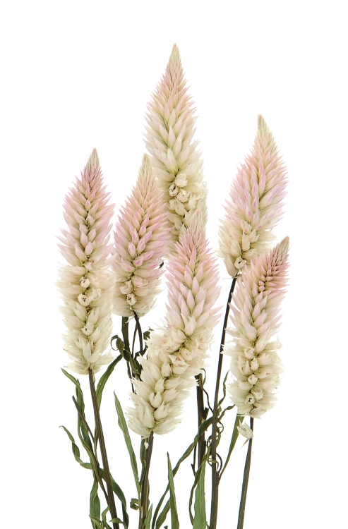 Dried celosia - bunch - dried flowers