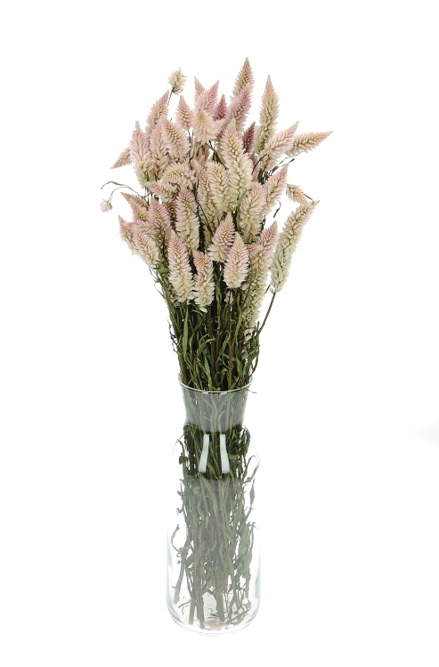 Celosia spicata, natürlich - Strauß - Trockenblumen