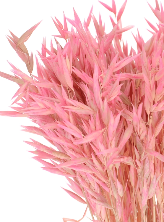 Dried pink Avena - bunch ~50 stems