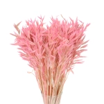Hafer, rosa - Strauß, ~50 Stk. - Trockengetreide