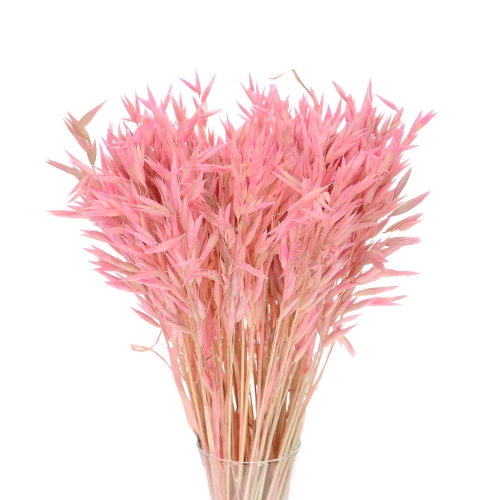 Dried pink Avena - bunch ~50 stems