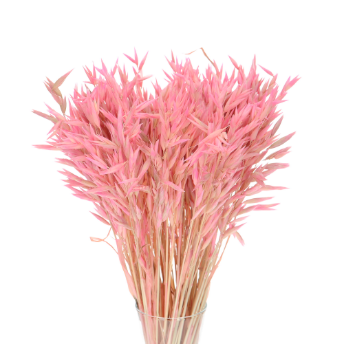 Hafer, rosa - Strauß, ~50 Stk. - Trockengetreide