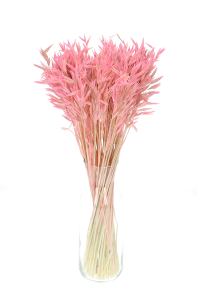 Hafer, rosa - Strauß, ~50 Stk. - Trockengetreide