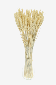 Dried bleached Wheat - bunch ~60 pcs