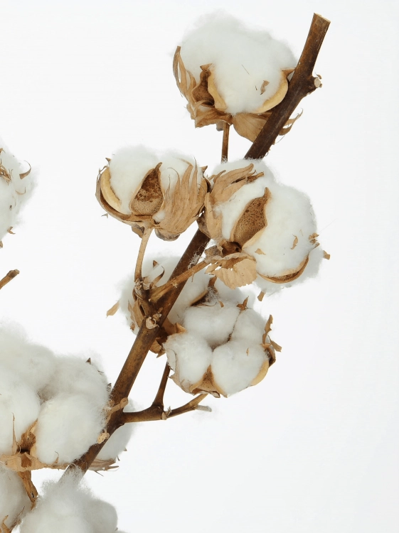 Dried Cotton stem with 8 flowers