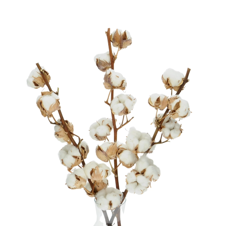 Dried Cotton stem with 8 flowers