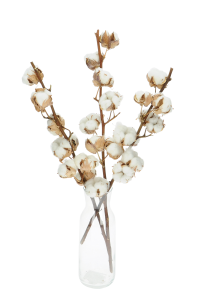 Dried Cotton stem with 8 flowers