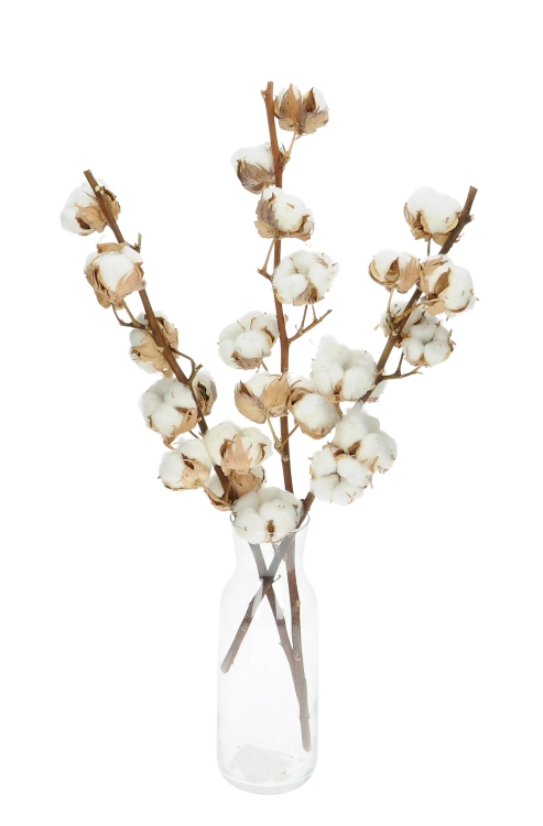 Baumwolle - Zweig, 8 Blüten - Trockenblumen