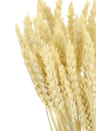 Weizen, gebleicht -  Strauß, ~60 Stk. - Trockengetreide
