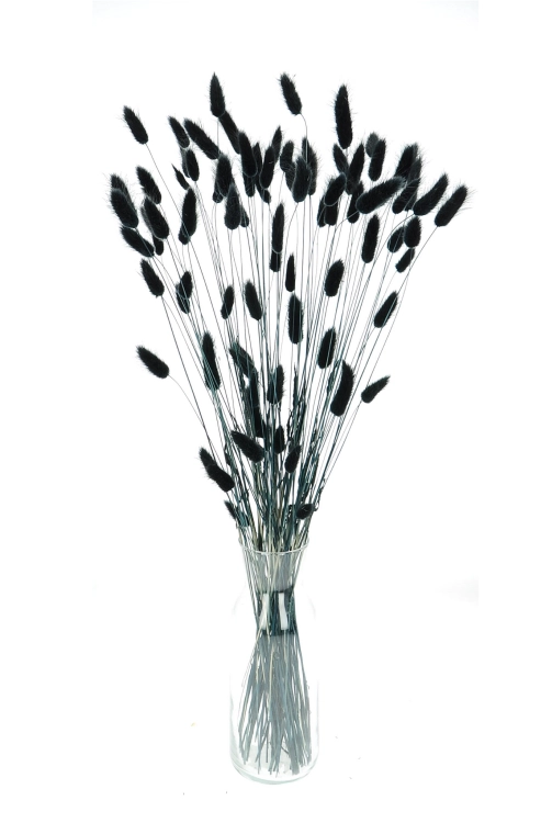 Dried black Lagurus - bunny tail grass ~60 stems
