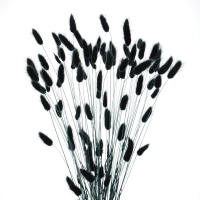 Dried black Lagurus - bunny tail grass ~60 stems