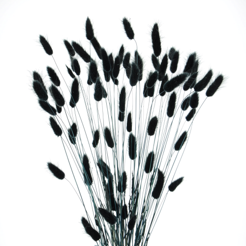 Dried black Lagurus - bunny tail grass ~60 stems