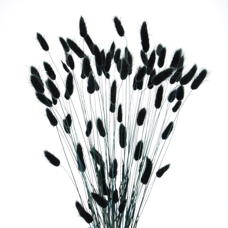 Dried black Lagurus - bunny tail grass ~60 stems