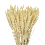 Dried bleached Wheat - bunch ~60 pcs