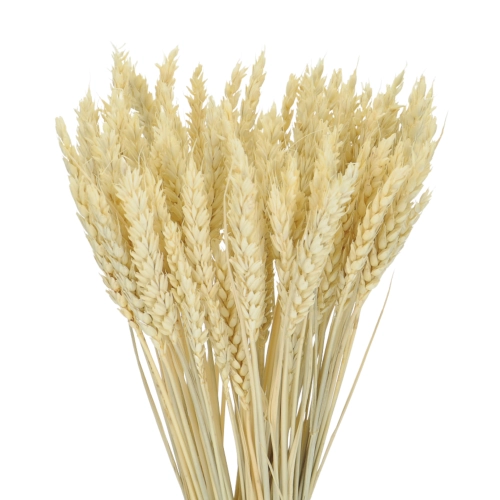 Dried bleached Wheat - bunch ~60 pcs