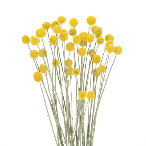 Dried Craspedia - 30 pcs - dried flowers
