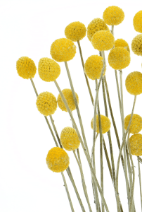 Dried Craspedia 30 pcs. - dried flowers