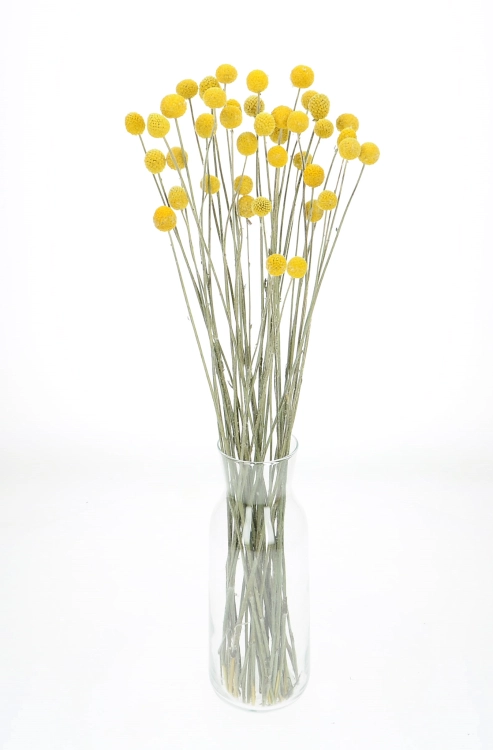 Dried Craspedia 30 pcs. - dried flowers