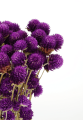 Gomphrena (Kugelamaranth) premium, violett - Strauß ~30 Stk. - Trockenblumen