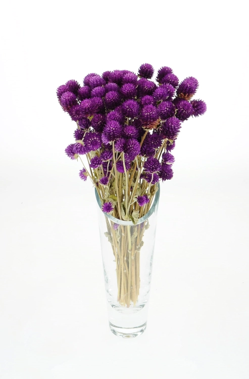 Gomphrena (Kugelamaranth) premium, violett - Strauß ~30 Stk. - Trockenblumen