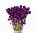 Gomphrena (Kugelamaranth) premium, violett - Strauß ~30 Stk. - Trockenblumen