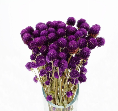 Gomphrena (Kugelamaranth) premium, violett - Strauß ~30 Stk. - Trockenblumen