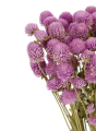 Gomphrena (Kugelamaranth) premium, lila - Strauß ~30 Stk. - Trockenblumen